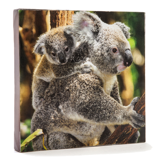 koala & Baby Cavnas Art